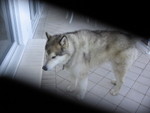  Bert--a Great Dog
 10 year old Malamute