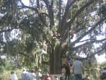  Tree Climbing for (mostly) Kids