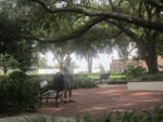  Lots of Shade Trees