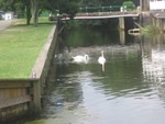   Swans in the canal @ Oceanlakes
 Campground
Rated number 1 in the U.S.
in Myrtle Beach,S.C.