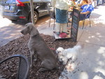  The Outdoor Cafes are Popular  with Dogs, Too !        