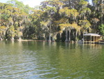 Mossy Old Oaks Line the Shore of Lake
 Virginia