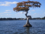  A picturesque Lone Tree in Lake 
 Virginia