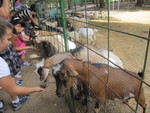  Feeding Time and the Goats Don't Miss
 A  Beat !