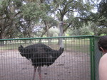   Ostrich or Emu ?
