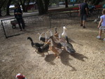  Ducks Escaping 