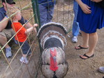  An Old Tom Turkey
  A Big Boy !
