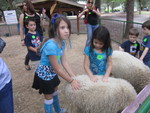  Sheep have lots of thick Wool !