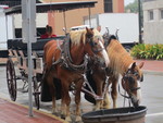  Horses at Rest While the Buggy is 
Waiting for Riders