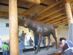 A representative Moose
We did not see any in the Wild